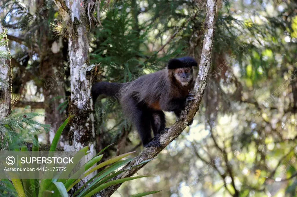 Brown Capuchin on a branch of Brazil
