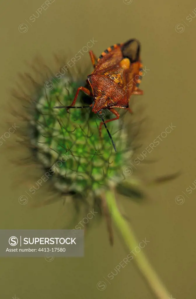 Bedbug on a Scabieusa flower Switzerland