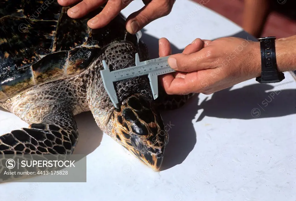 Scientist demonstrates how to measure a Hawksbill Turtle