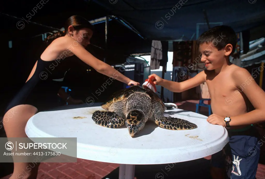 Children scrub and clean the shell of a Hawksbill Turtle