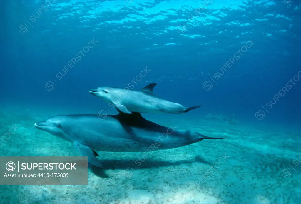 Wild Bottlenose Dolphins and calf Nuweiba Egypt Red Sea