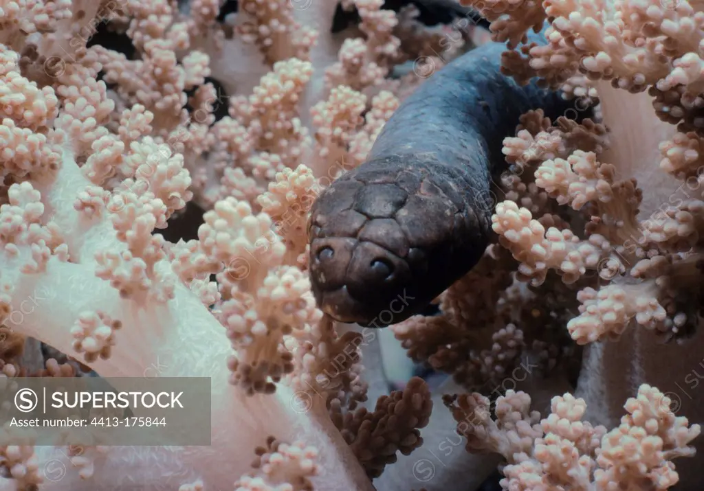 Olive Sea Snake in Alcyonarian Coral Great Barrier Reef