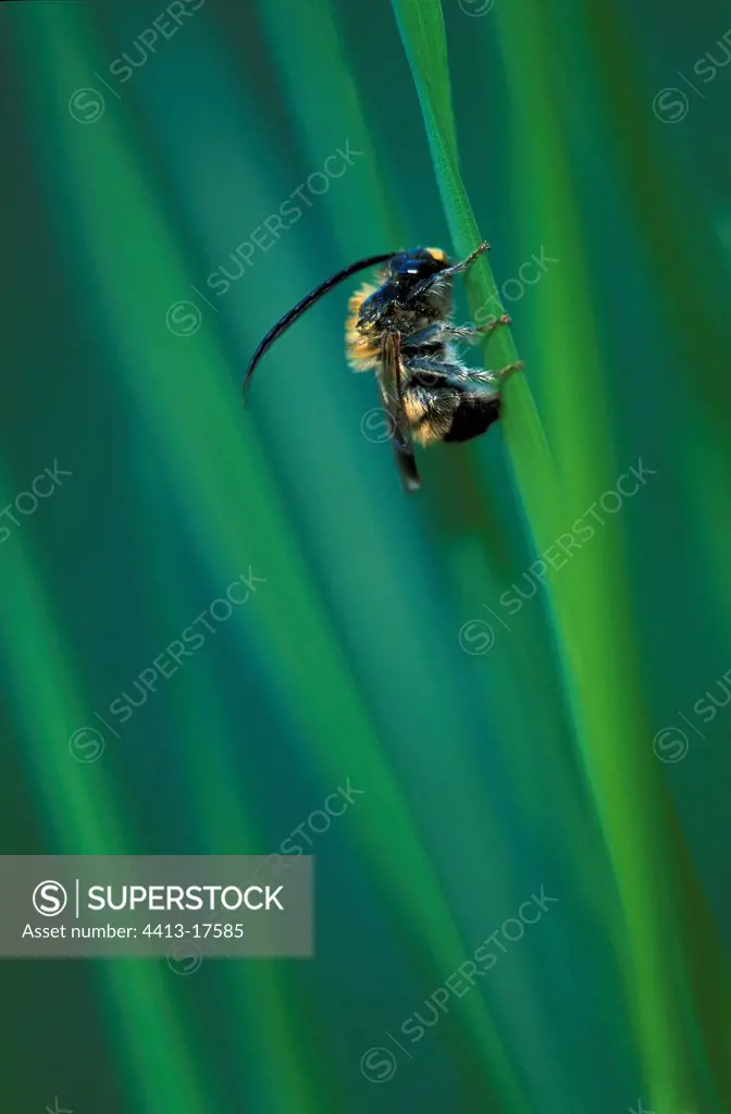 Long-horned bumble bee resting on grass Switzerland