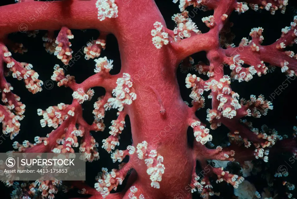 Dwarfgoby on Gorgonian Coral with polyps opening and feeding