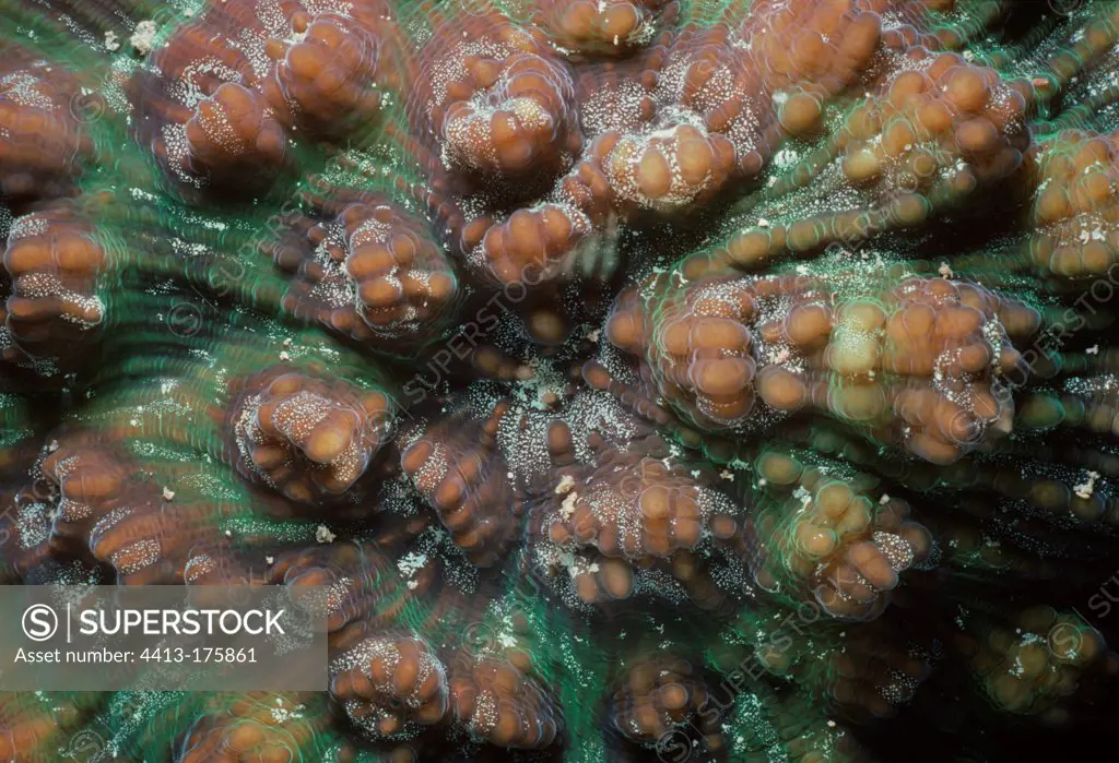Stony Coral polyps Papua New Guinea Bismarck Sea