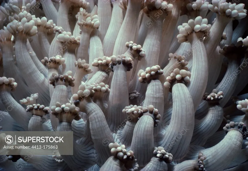 Xenia Coral polyps open and feeding on plankton Red Sea