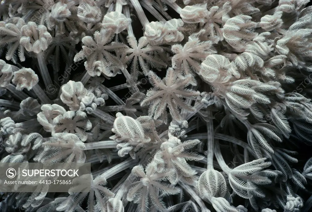 Xenia Coral polyps open and feeding on plankton Red Sea
