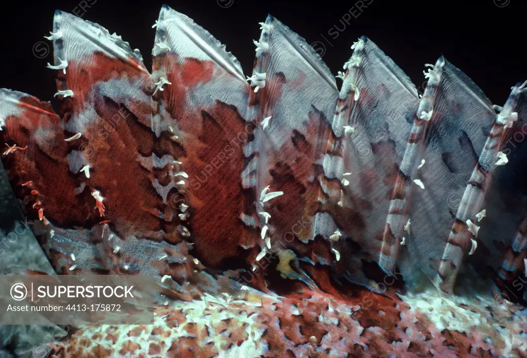 Poisonous dorsal spines of Tassled Scorpionfish Red Sea