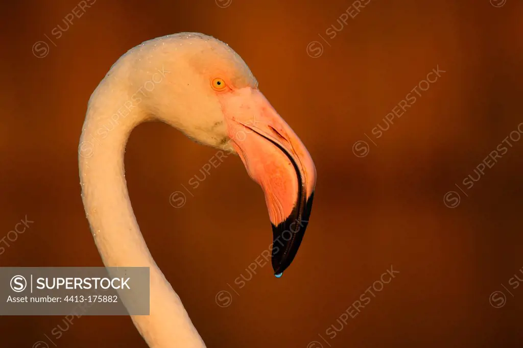 Portrait of a Flamingo runny nose at night Camargue