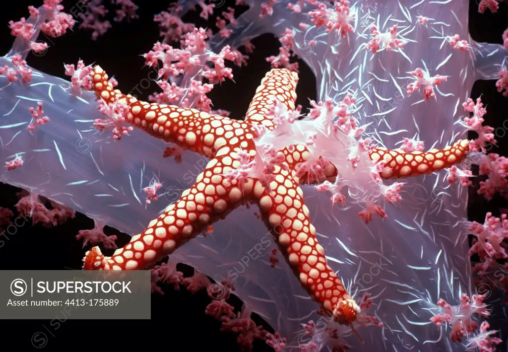Red Mesh Starfish on Alcyonarian Coral Red Sea Egypt
