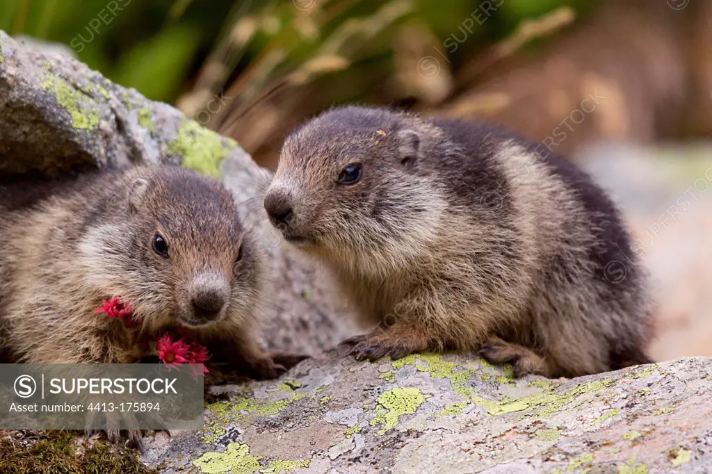 Young Alpine Marmots near their burrow PN in the Mercantour