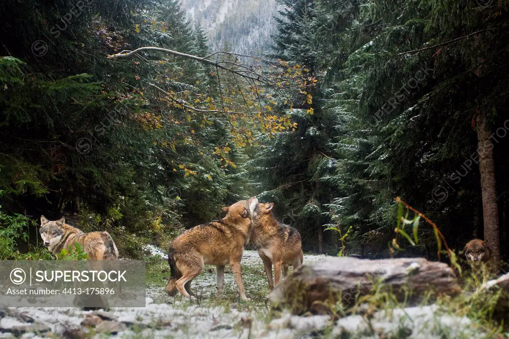 Pack of Wolves in autumn France