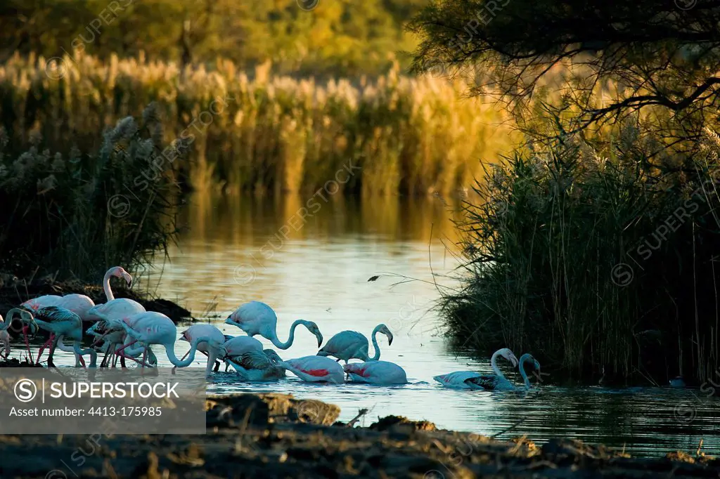 Flamingo through a water Camargue France