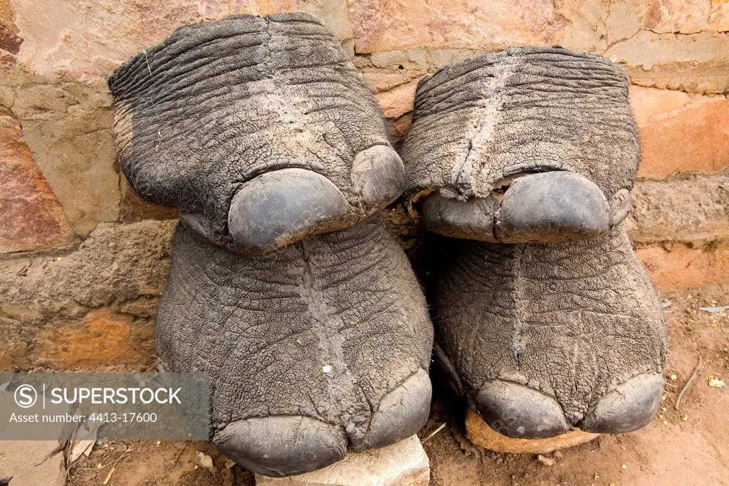 Feet of elephants vestiges Park of W Niger