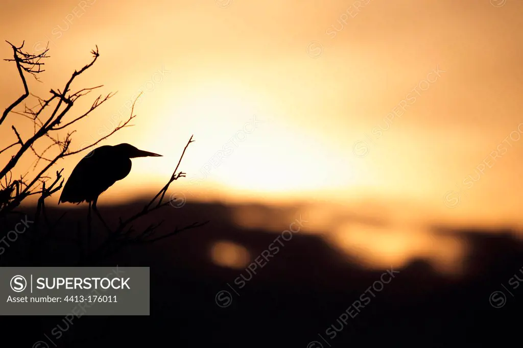 Silhouette of Grey Heron at sunset in the Camargue France