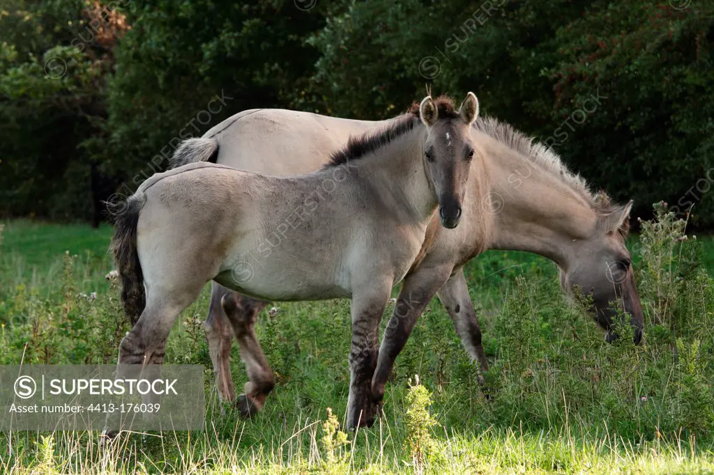Konik Polski mare and foal in the meadow