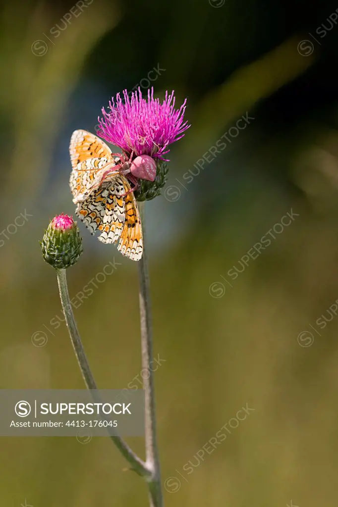 Crab spider capturing a Spotted fritillary Camargue France