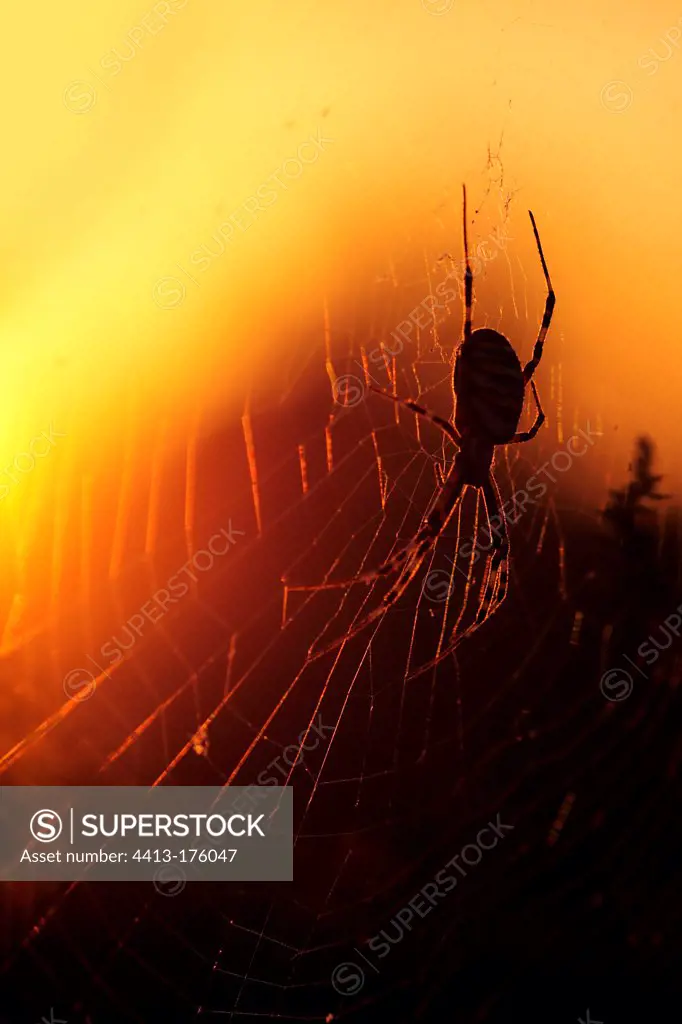 Orbweaver speader in its web at sunset