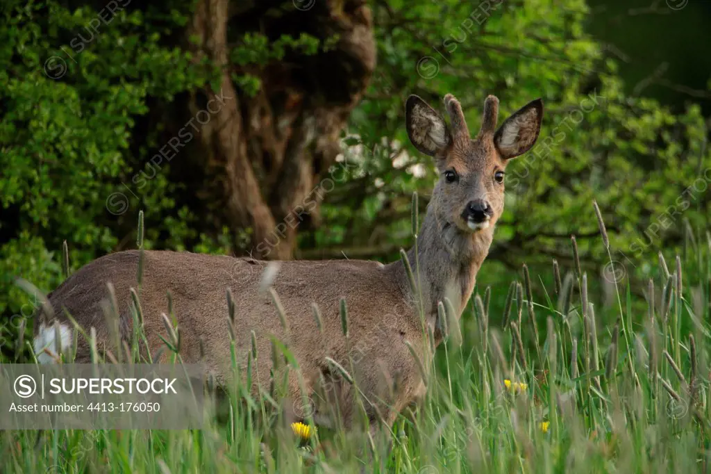 Young buck roe-deer velvet Belgian Ardenne