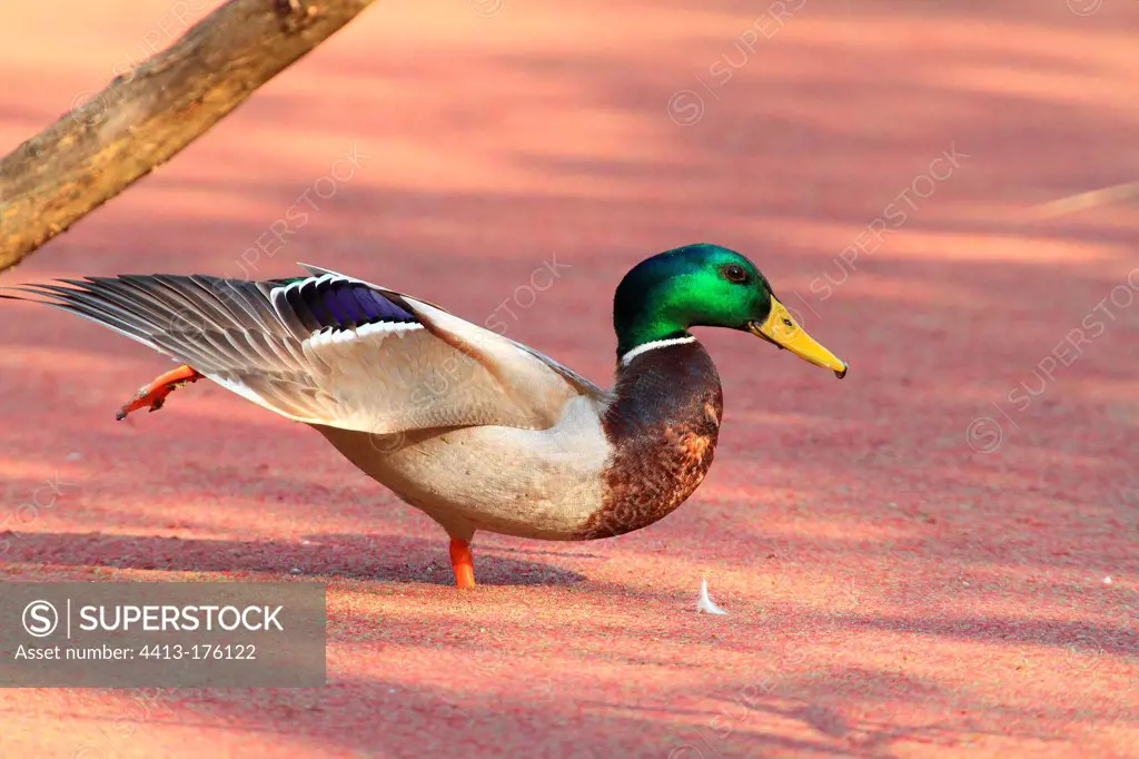 Mallard duck in a pond stretching France