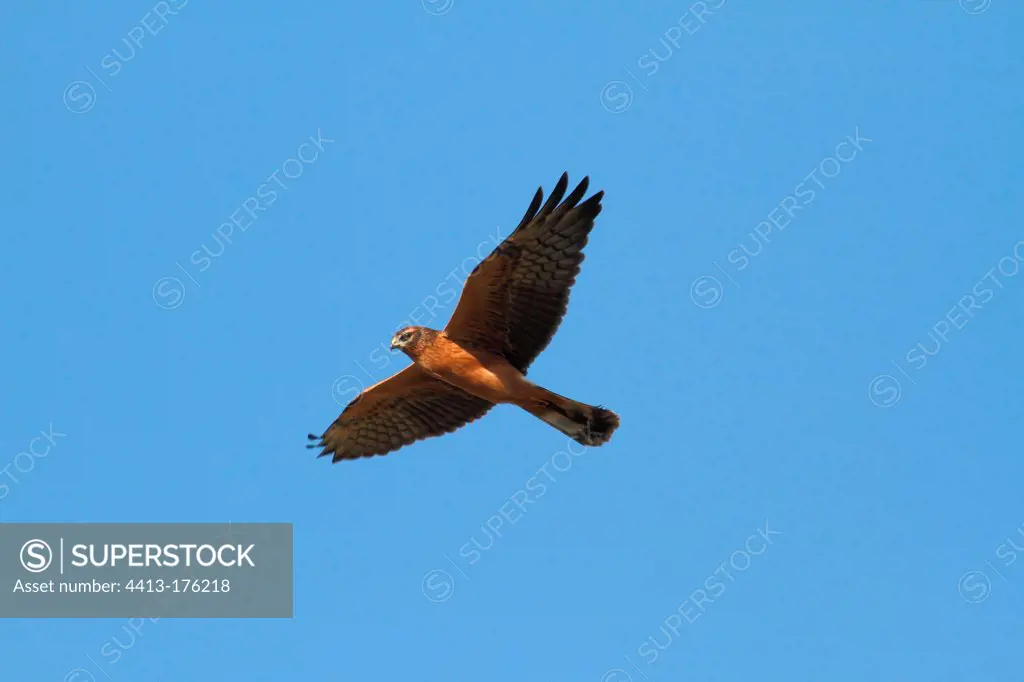 Young Montagu's Harrier flying in the Vendée swamp France