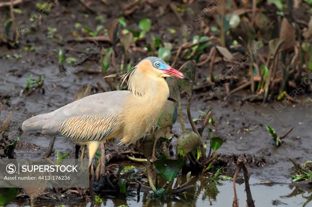 Whistling Heron adult fishing in a swamp Brazil