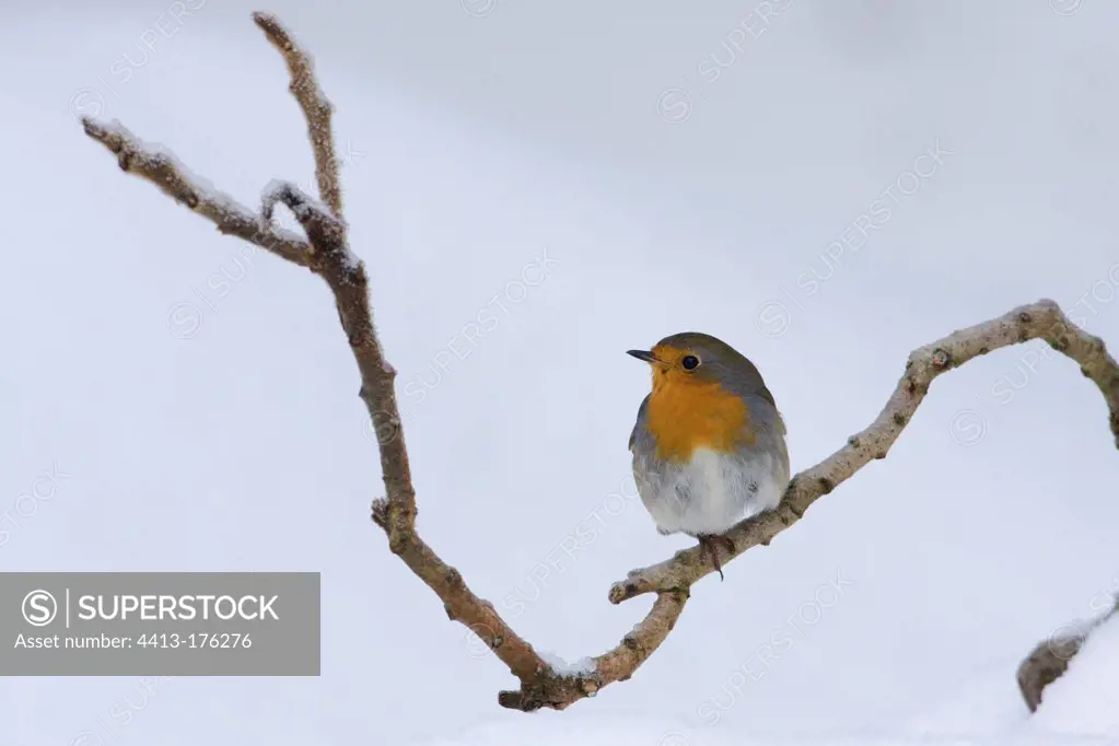 European Robin in the snow in the Vosges France