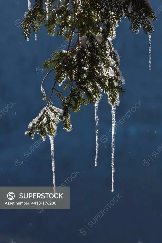 Stalactites on a branch of Spruce in winter Vosges France
