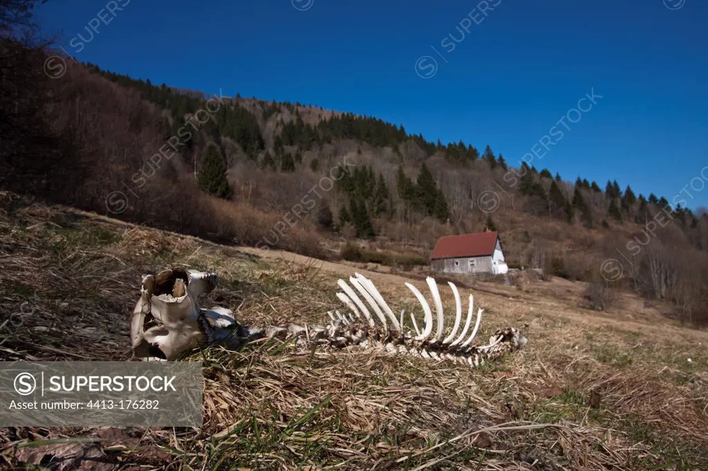 Carcass of deer killed by wolves or lynx Vosges