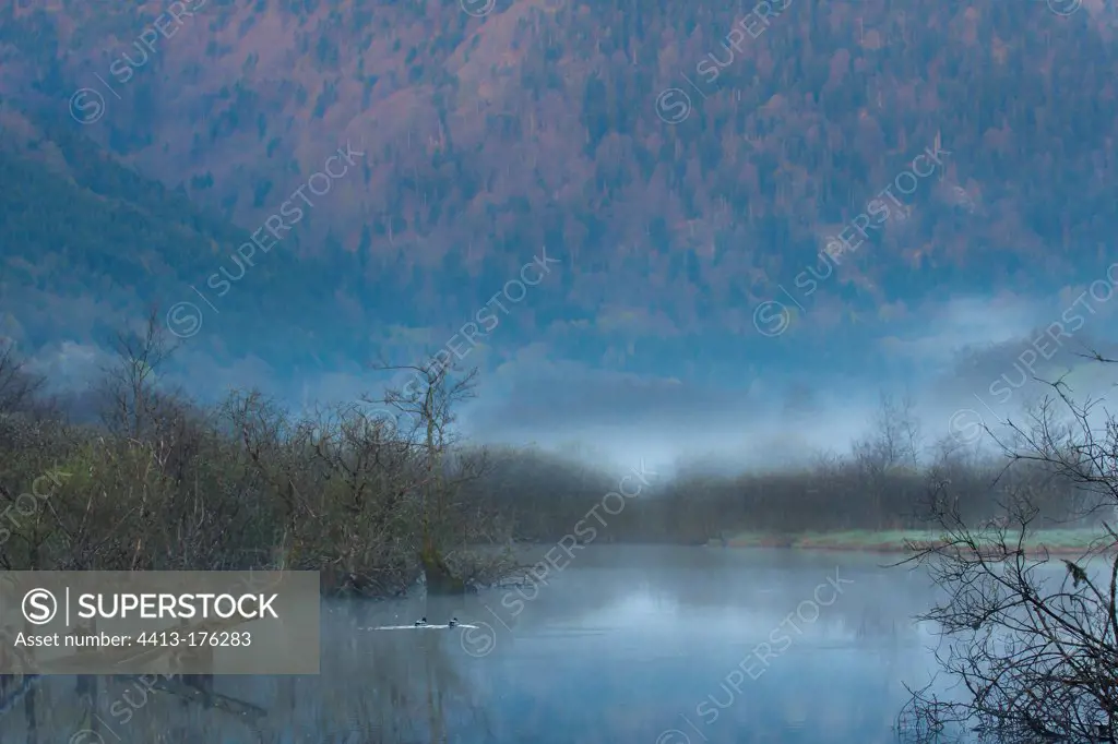 See the bog in the mist of Urbes spring Haut-Rhin France