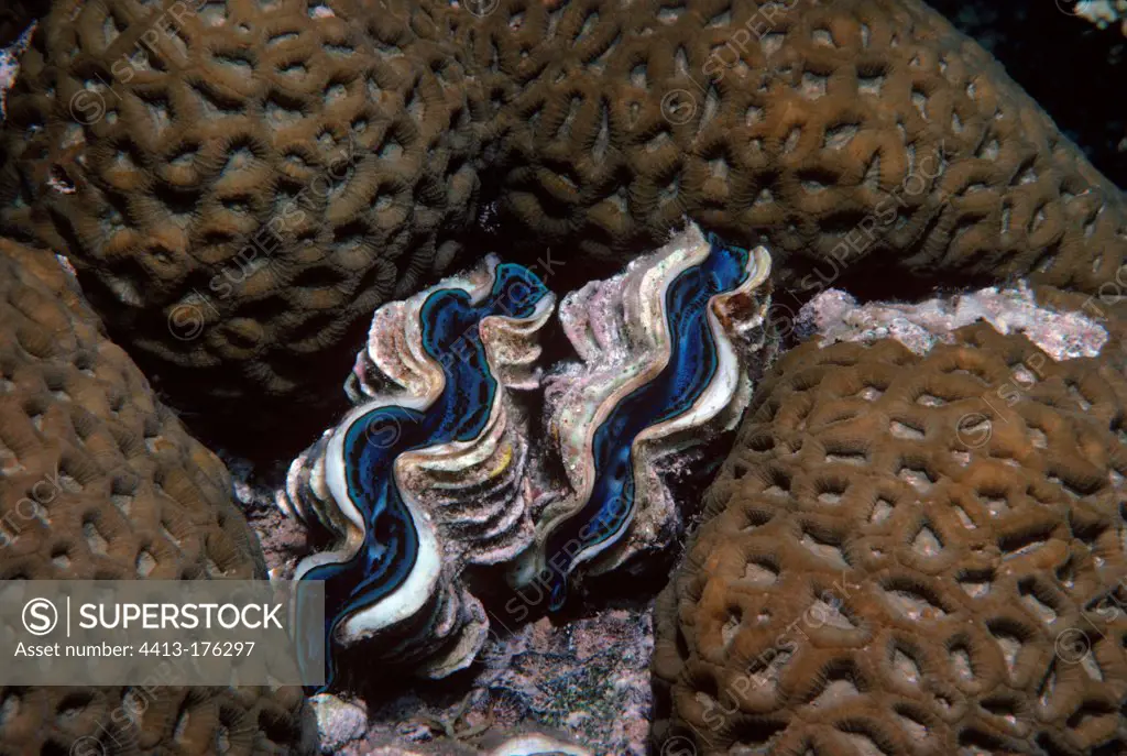 Giant clams nestled in a coral bed in Red Sea Egypt