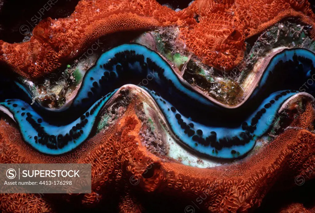 Giant Clam shell encrusted with sponges Red Sea
