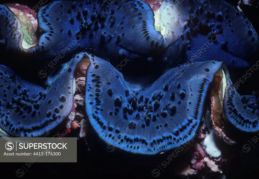 Giant Clam mantle exposing in open water Red Sea