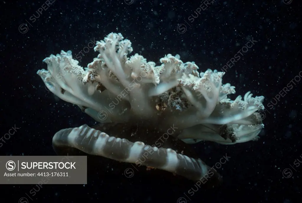Cassiopeia jellyfish in open water in the Red Sea Egypt