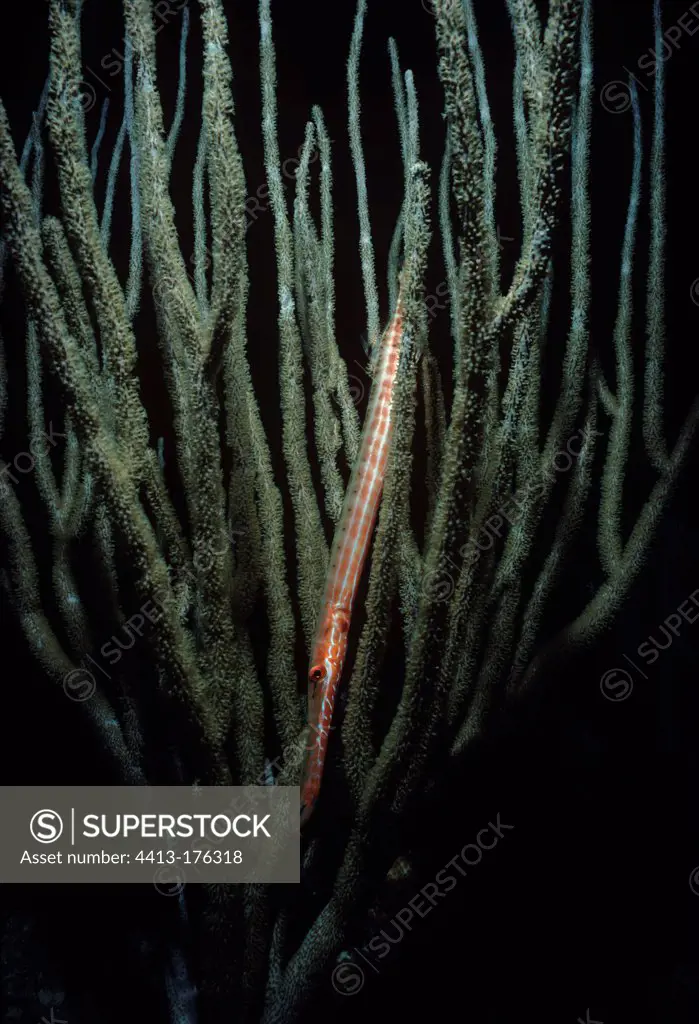 Trumpetfish camouflaged on a coral Caribbean Sea