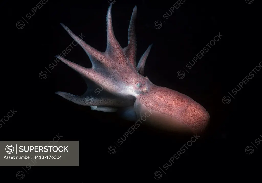 Common Atlantic Octopus swimming in open water USA