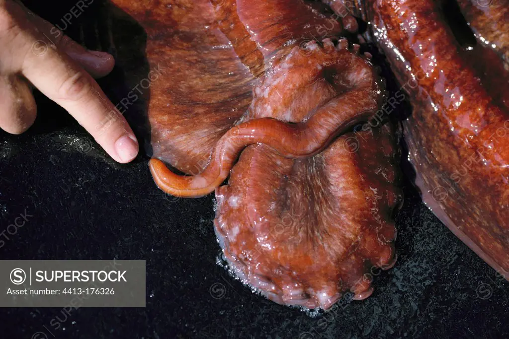 Penis of a male giant Pacific octopus Canada