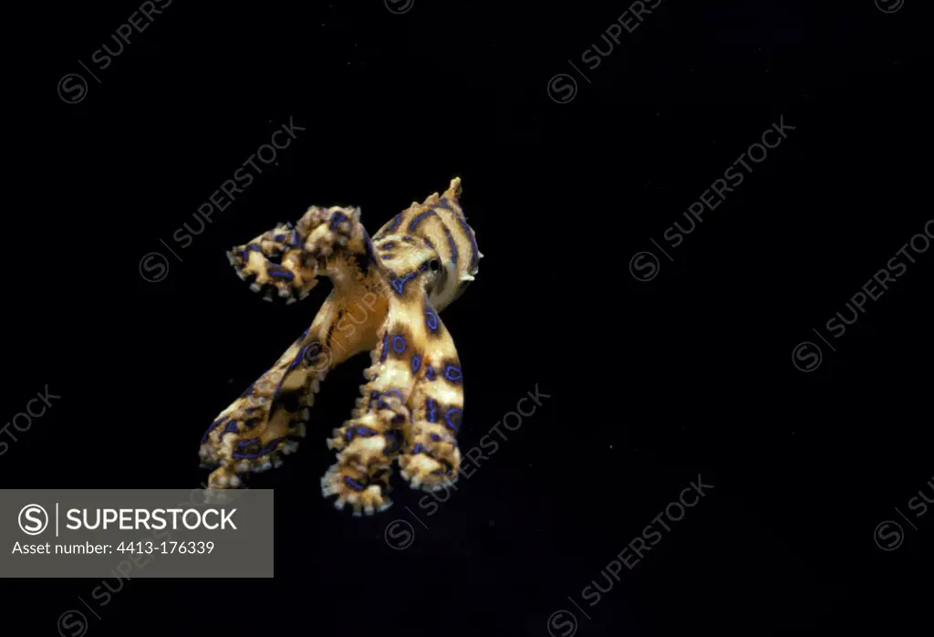 Poisonous Blue-Ringed Octopus in open water Australia