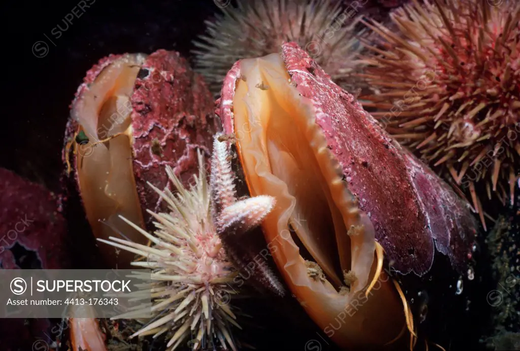 Horse Mussels encrusted with coralline algae Atlantic Ocean
