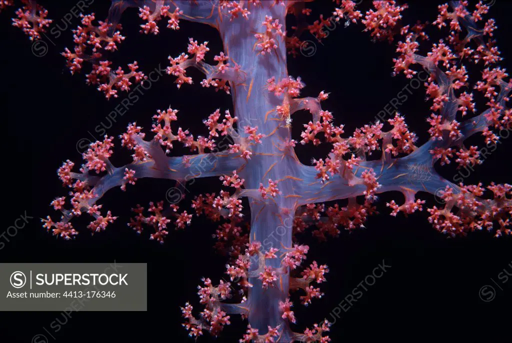 Soft coral polyps feeding Red SeaEgypt