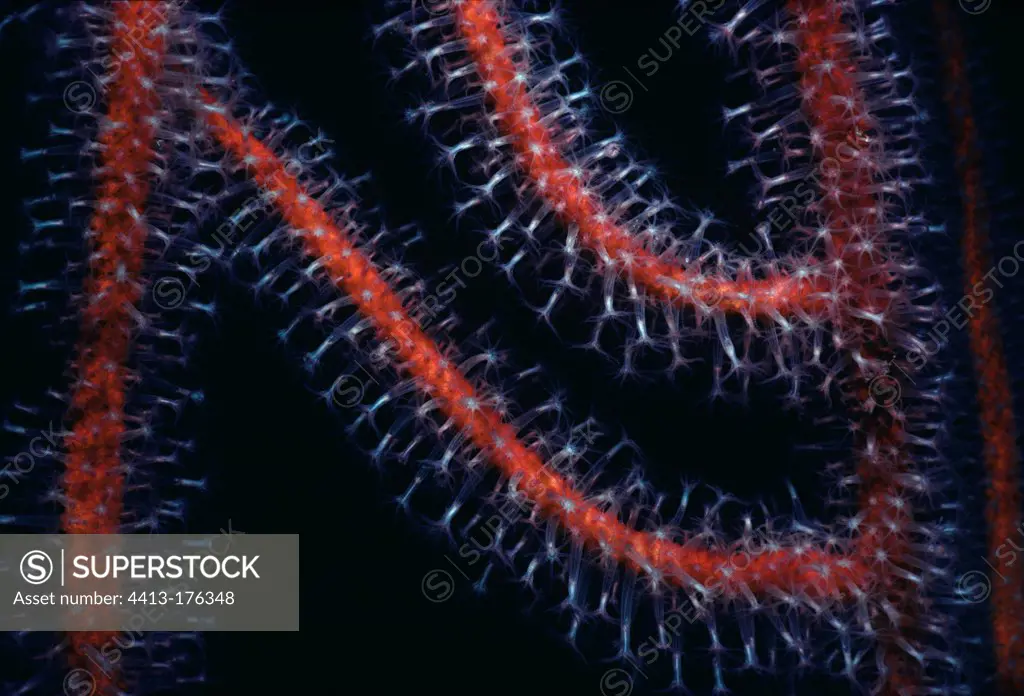 Gorgonian coral polyps feeding Red SeaEgypt