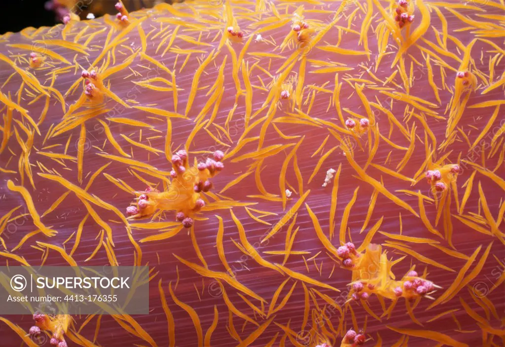 Calcium spicules on the surface of Soft Coral Red SeaEgypt