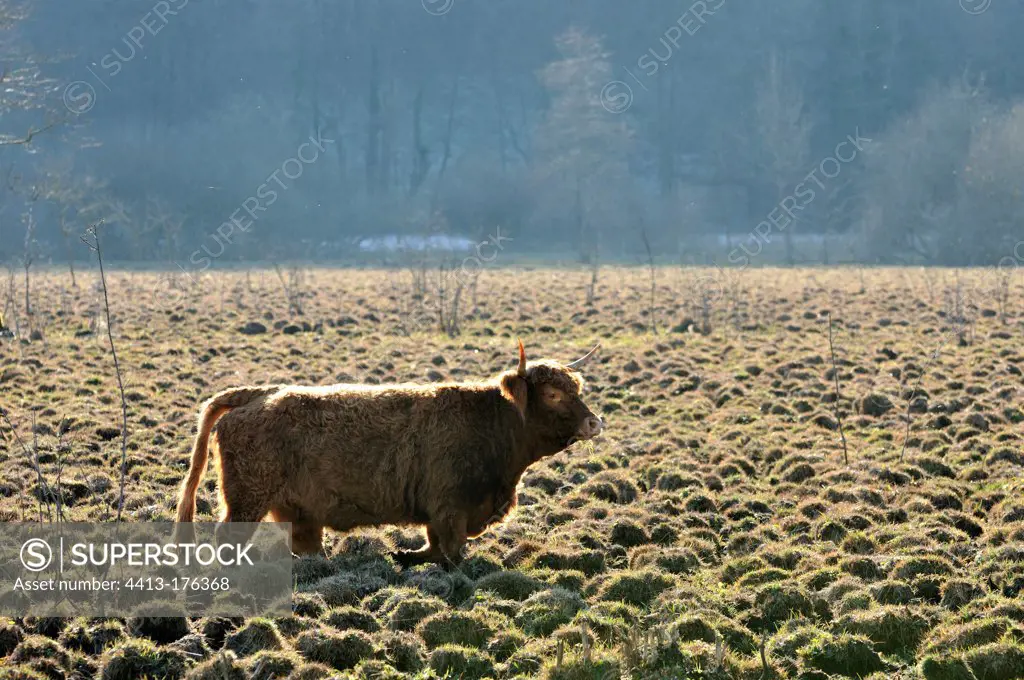 Highland Cattle grazing in fens Jura France