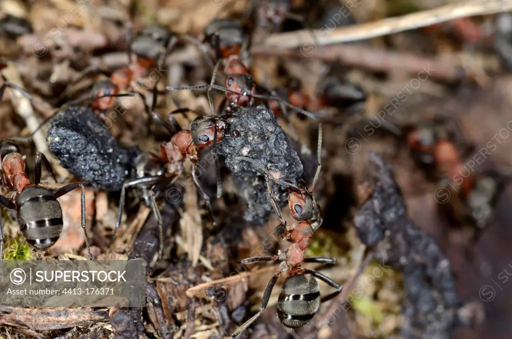 Assistance between wood ants to carry a heavy object