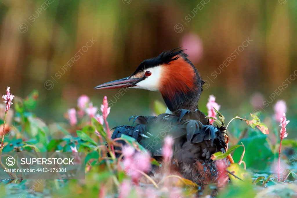 Great Crested Grebe and flowers on a lake Alps France
