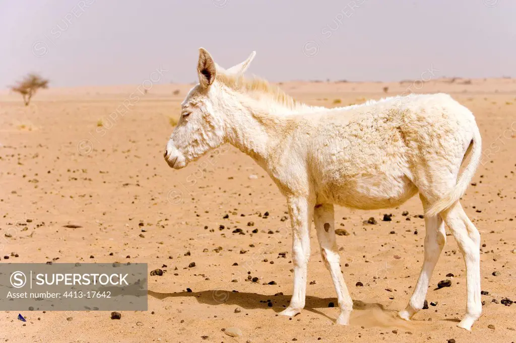 Albino ass' foal Desert of Tenere Niger