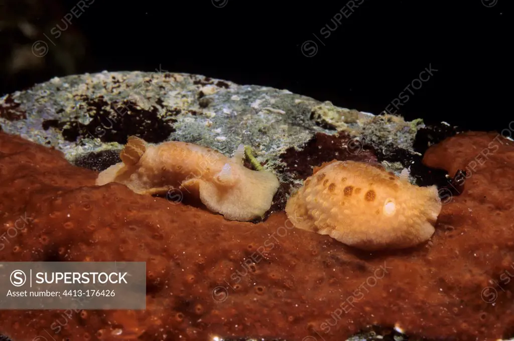 Nudibranch Thordisa Olbia Sardinia