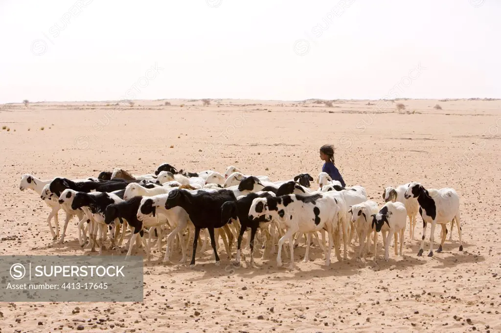 Tuareg child and herd of goats of Desert of Tenere Niger