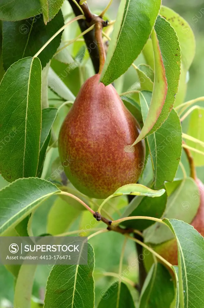 Pear 'Louise Bonne' Conservatory orchard France