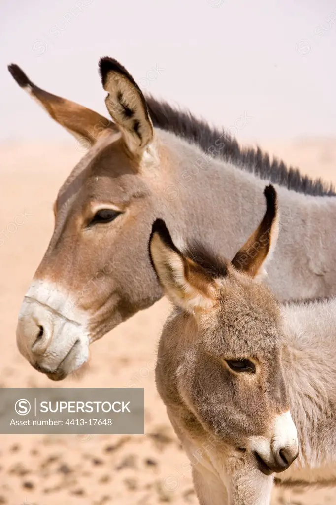 Aness and foal Desert of Tenere Niger